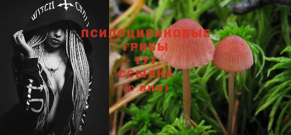 сатива Покачи
